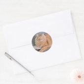 Sticker Rond Orange Tabby cat  (Enveloppe)
