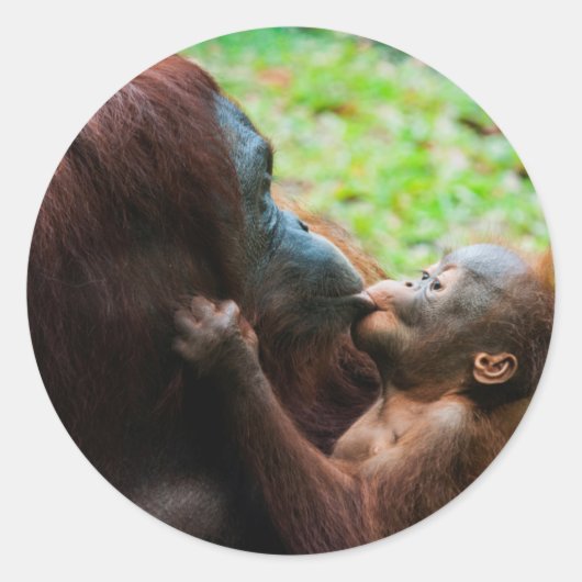 Sticker Rond Orangutan mother et baby (Devant)