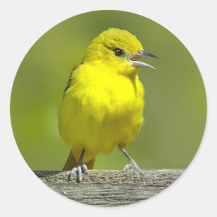 Sticker Rond Orchard Oriole - Photo originale