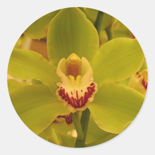 Sticker Rond Orchid Green Cymbidium (Devant)