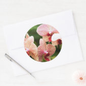 Sticker Rond Orchid hybride, Afrique du Sud (Enveloppe)