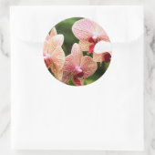 Sticker Rond Orchid hybride, Afrique du Sud (Sac)