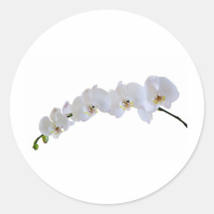 Sticker Rond Orchidée blanche