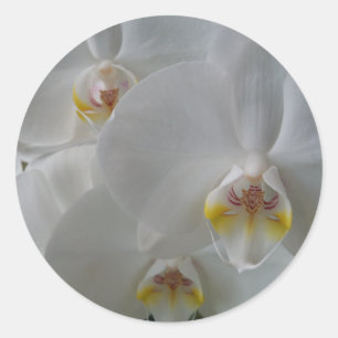 Sticker Rond Orchidée blanche délicate sur une feuille d'autoco