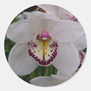 Sticker Rond Orchidée blanche II Élégante florale