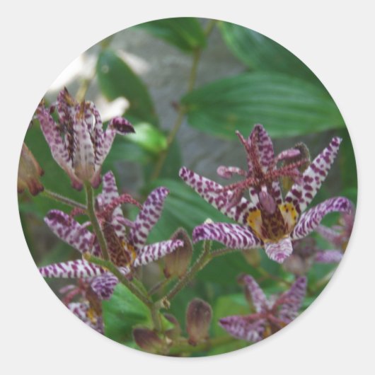 Sticker Rond Orchidée blanche rayée violette rose comme lys de  (Devant)