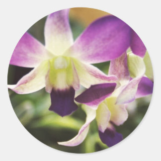 Sticker Rond Orchidée, hawaïenne