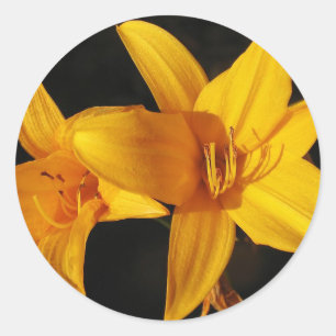 Sticker Rond Orchidée jaune