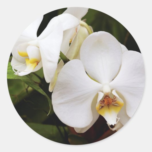 Sticker Rond Orchidée Lune Blanche (Phalaenopsis Aphrodite) (Devant)