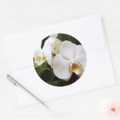 Sticker Rond Orchidée Lune Blanche (Phalaenopsis Aphrodite) (Enveloppe)