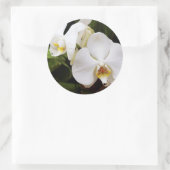 Sticker Rond Orchidée Lune Blanche (Phalaenopsis Aphrodite) (Sac)
