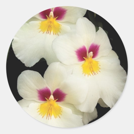 Sticker Rond Orchidée - Miltoniopsis - Les Trois Amis (Devant)