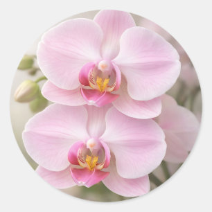 Sticker Rond Orchidée Phalaenopsis Rose Clair