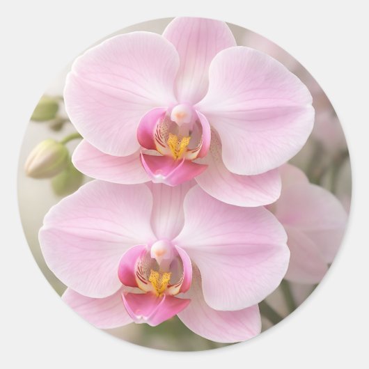 Sticker Rond Orchidée Phalaenopsis Rose Clair (Devant)