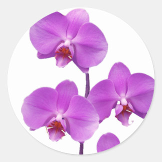 Sticker Rond Orchidée rev2 pourpre 600