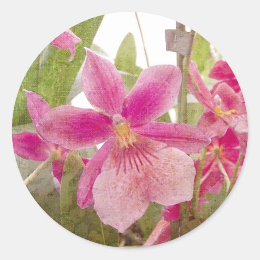 Sticker Rond Orchidée rose (Devant)