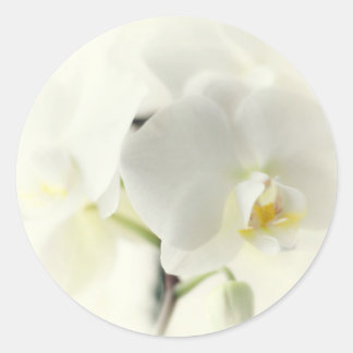 Sticker Rond Orchideen