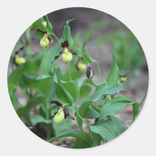 Sticker Rond Orchidées de pantoufle de Ladys (calceolus de