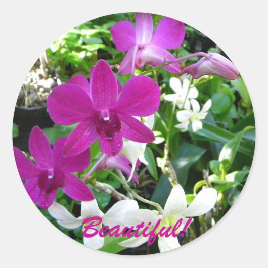 Sticker Rond Orchidées magenta (Devant)