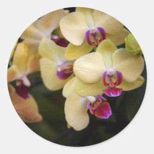 Sticker Rond Orchidées roses et jaunes
