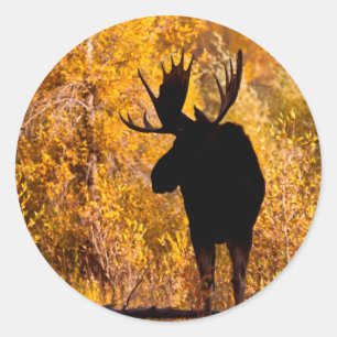 Sticker Rond Orignal (Alces Alces) Mâle Dans Les Saules Dorés 2