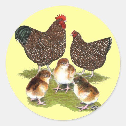 Sticker Rond Orpington Jubilee Famille de poulet (Devant)