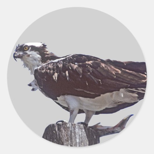 Sticker Rond Osprey Bird (Devant)