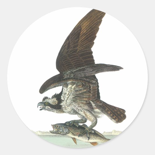 Sticker Rond Osprey, John Audubon (Devant)