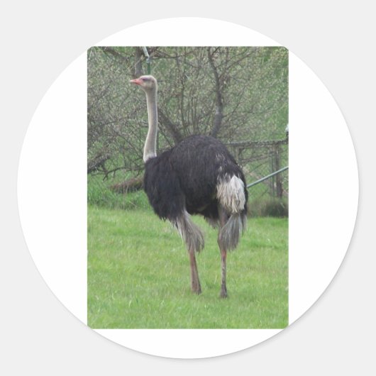 Sticker Rond Ostrich (Devant)