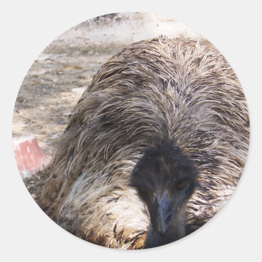 Sticker Rond Ostrich.jpg (Devant)