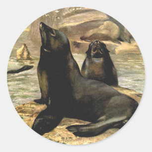 Sticker Rond Otaries de Californie par CE Swan, Animaux Vintage