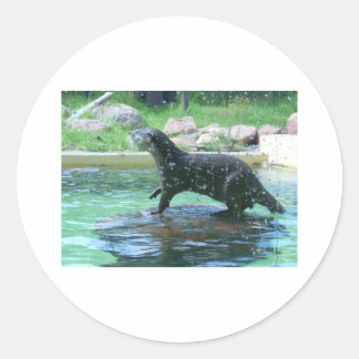 Sticker Rond Otter