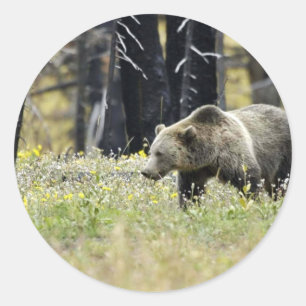 Sticker Rond Ours grizzli en campagne dans le parc national Yel