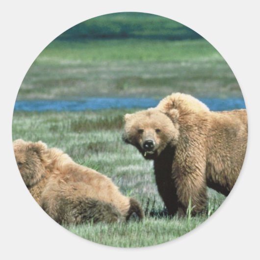 Sticker Rond Ours grizzlis (Devant)