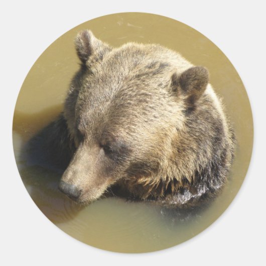 Sticker Rond Ours grizzly (Devant)