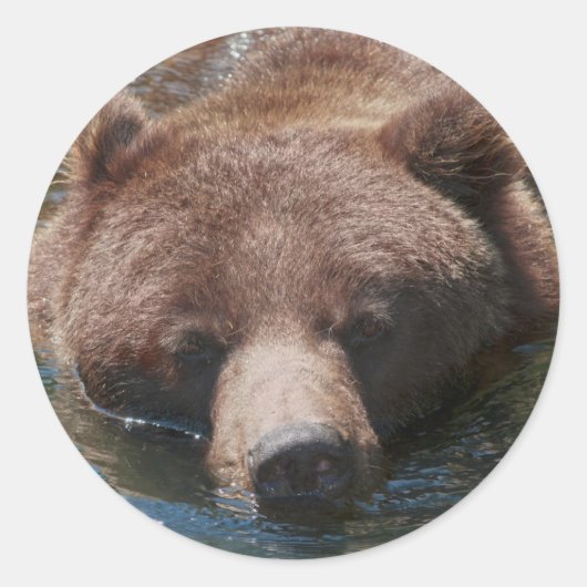 Sticker Rond Ours grizzly (Devant)