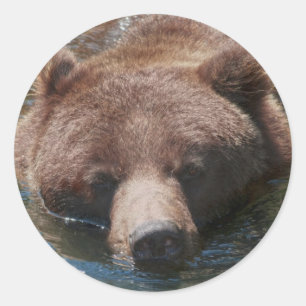 Sticker Rond Ours grizzly