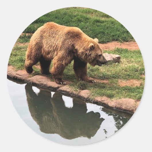 Sticker rond Ours Grizzly (Devant)