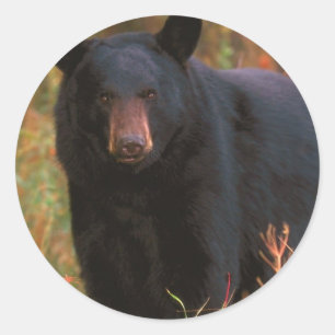 Sticker Rond Ours noir