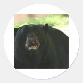 Sticker Rond ours noir