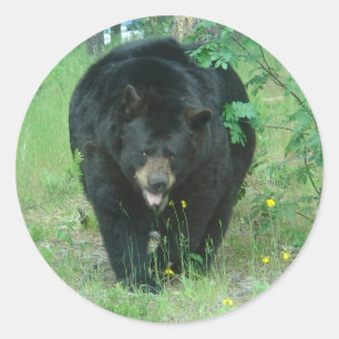 Sticker Rond Ours noir
