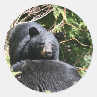 Sticker Rond ours noir