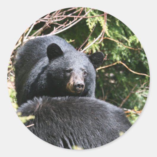 Sticker Rond ours noir (Devant)