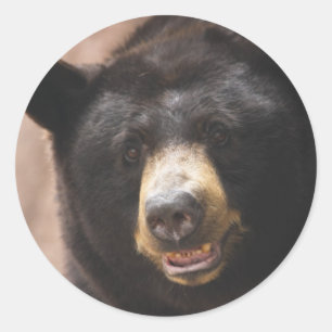 Sticker Rond Ours noir 142