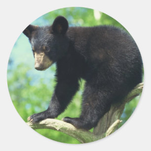 Sticker Rond Ours Noir En Haut D'Un Arbre