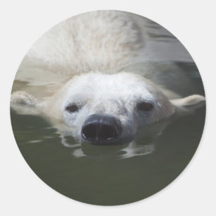Sticker Rond Ours polaire