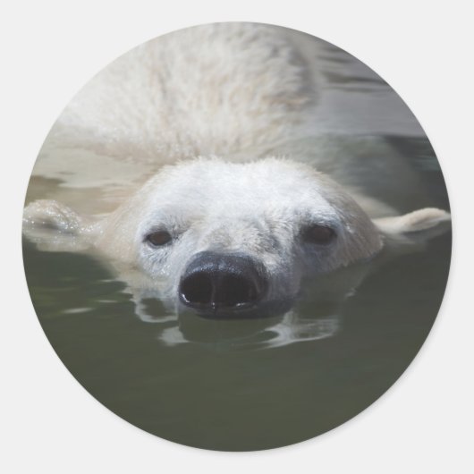Sticker Rond Ours polaire (Devant)