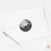 Sticker Rond Ours polaire (Enveloppe)