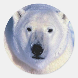 Sticker Rond Ours polaire