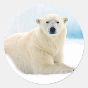 Sticker Rond Ours polaire adulte grand verrat sur la glace d'ét